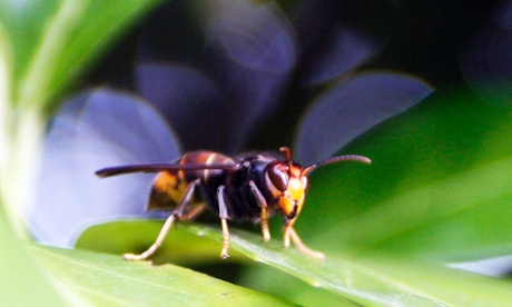 It's coming... An Asian hornet near a beehive in Fargues Saint Hilaire, south western France. The invasive insect has spread across France in just a few years and is expected to arrive in Great Britain in the near future, causing deep concern for beekeepers.