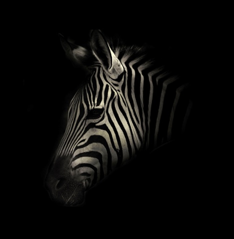 A zebra.