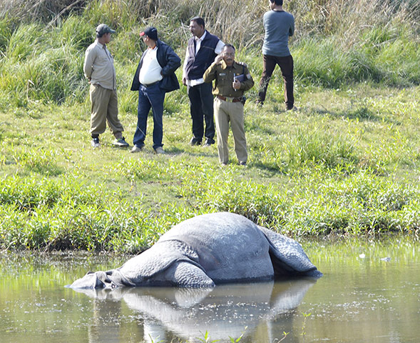 Week in Wildlife: Poachers Kill Another Rhino In Assam, India