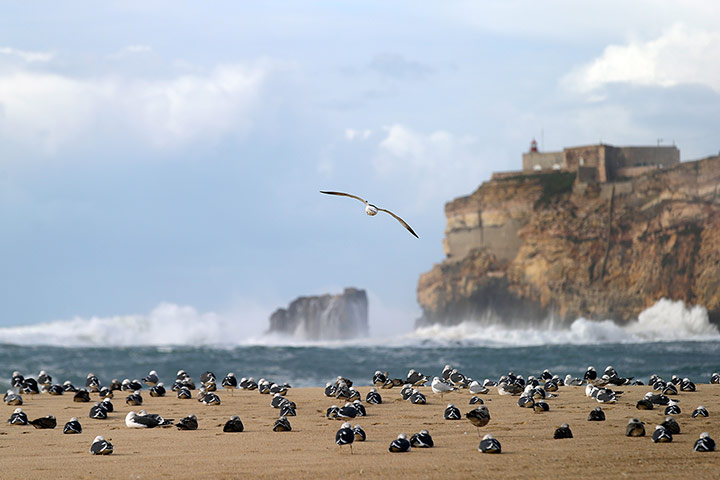 Week in Wildlife: Seagulls stay ashore as strong winds batter Portugal's west coast 