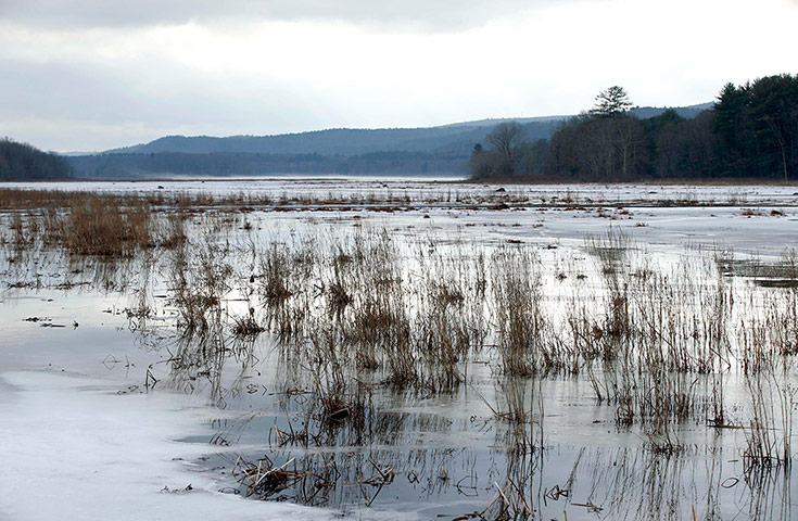Week in Wildlife: Basha Kill wetlands