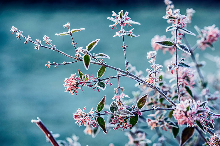 Week in Wildlife: Frost on leaves, Buckinghamshire