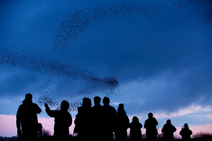 Week in Wildlife: murmation of more than 50 000 starlings 