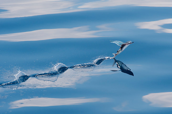 Week in Wildlife: Flying Fish Pictured Off The Coast Of The Maldives