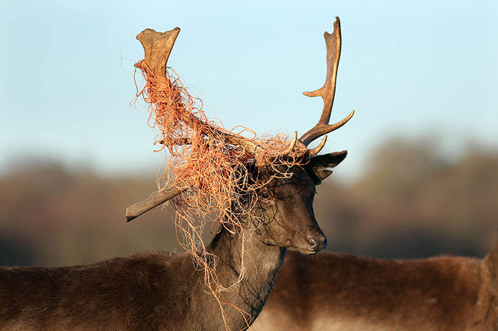 Week in Wildlife: A stag whose antlers are tangled in part of a fence