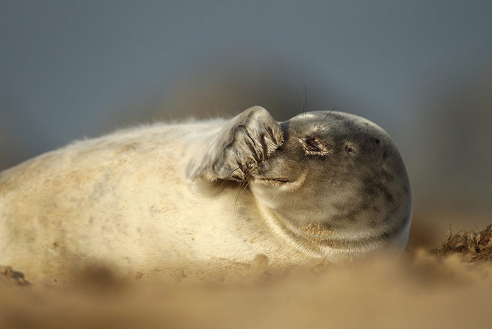 Week in Wildlife: Grey seals on a beach, Norfolk