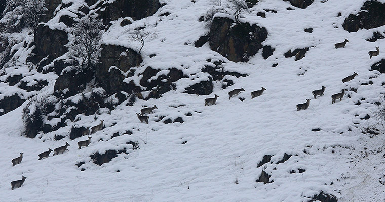 Week in Wildlife: endangered stags known as hangul