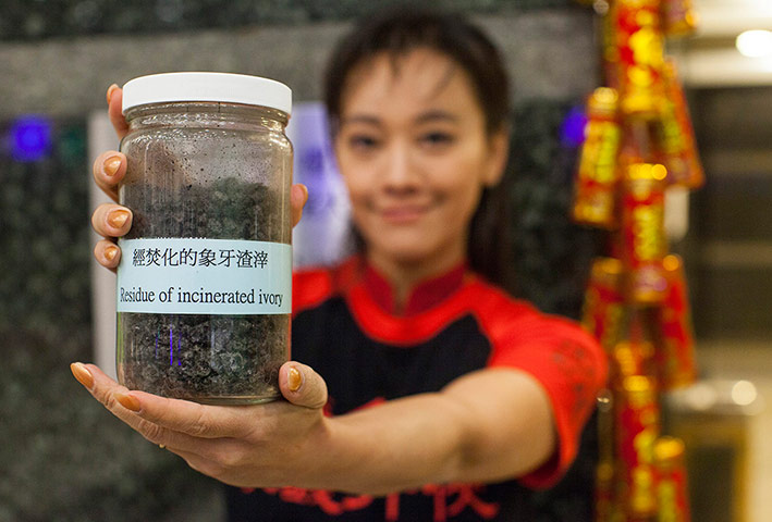 Week in Wildlife: Hong Kong government announces seized ivory destruction