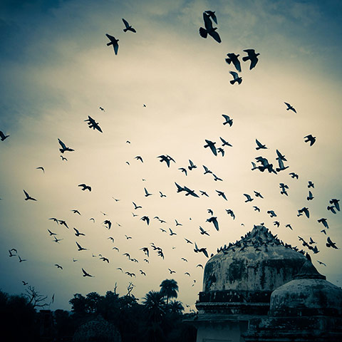 Pigeons in Alwar, India