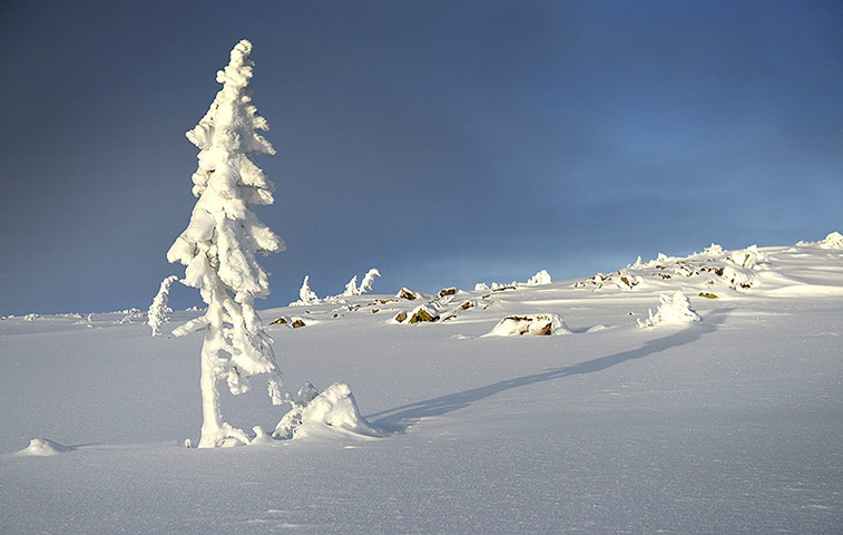Week in wildlife: World's oldest tree in Fulufjallets National Park, Sweden