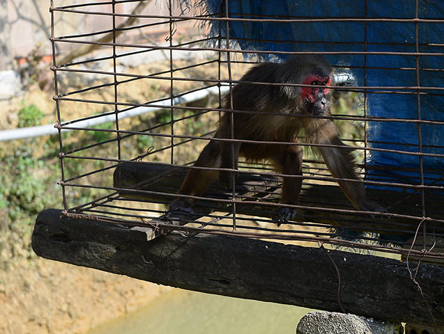 Week in wildlife: captured wild red face monkey