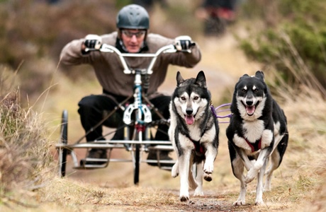 Practice day for the 2014 Aviemore Husky Rally.