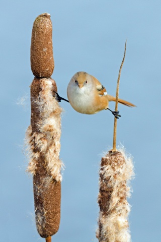 A bird took a break from gathering food for a spot of gymnastics in Ghent, Belgium.