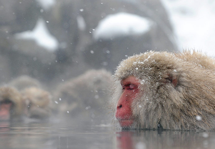 Week in wildlife: Japanese macaque monkeys, known as snow monkeys