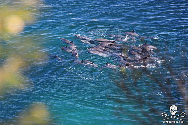 Week in wildlife: Pantropical Spotted dolphins in the killing cove of Taiji