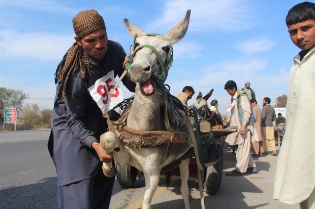 A competitor in a donkey cart race flexes before a 4km sprint in Rawalpindi, Pakistan.