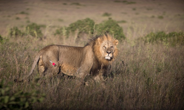 Pardon? Are you trying to get my attention? A male lion after being shot with a tranquilizer dart, in order to be fitted with a GPS-tracking collar, by a team led by the Kenya Wildlife Service (KWS) in Nairobi National Park in Kenya.