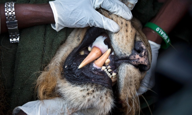 The Kenya Wildlife Service (KWS) take measurements of the canine teeth on a tranquilized lion, in Nairobi National Park.