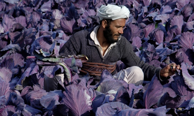 An Afghan farmer works in turnip fields on the outskirts of Mazar-e-Sharif, Afghanistan.