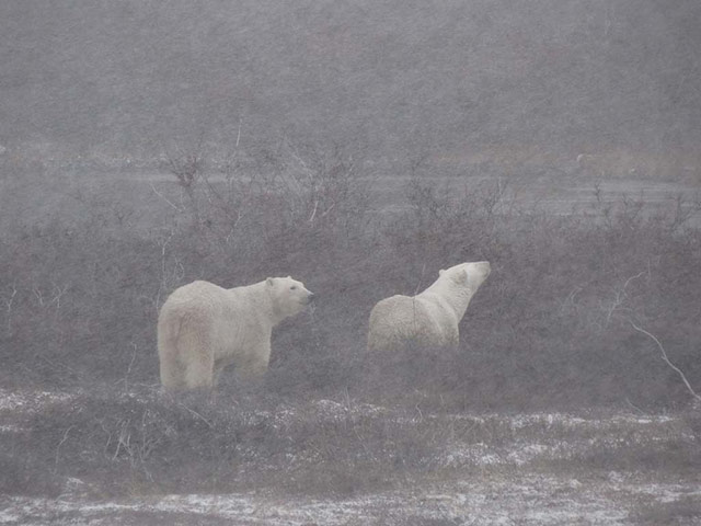 Winter Green Shoots: on Flickr