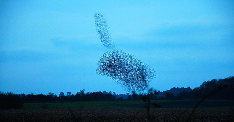 Winter Green Shoots: on Flickr