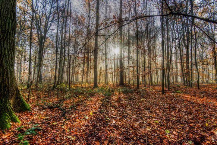 Winter Green Shoots: on Flickr