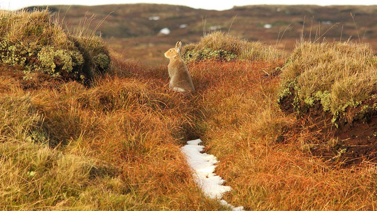 Winter Green Shoots: on Flickr