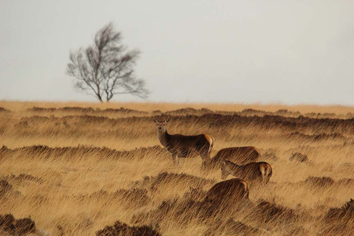 Winter Green Shoots: on Flickr