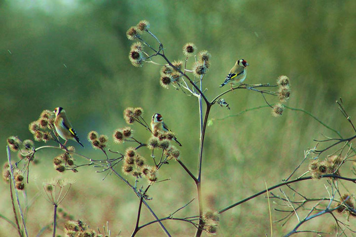 Winter Green Shoots: on Flickr
