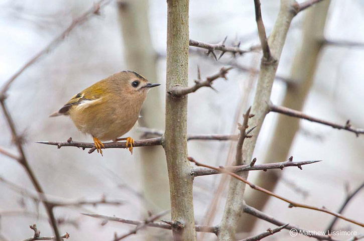 Winter Green Shoots: on Flickr