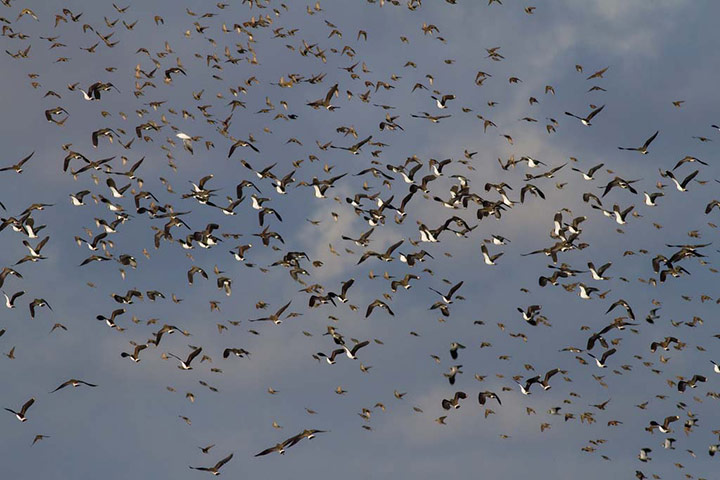 Winter Green Shoots: on Flickr