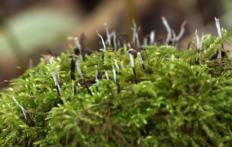 Winter Green Shoots: on Flickr