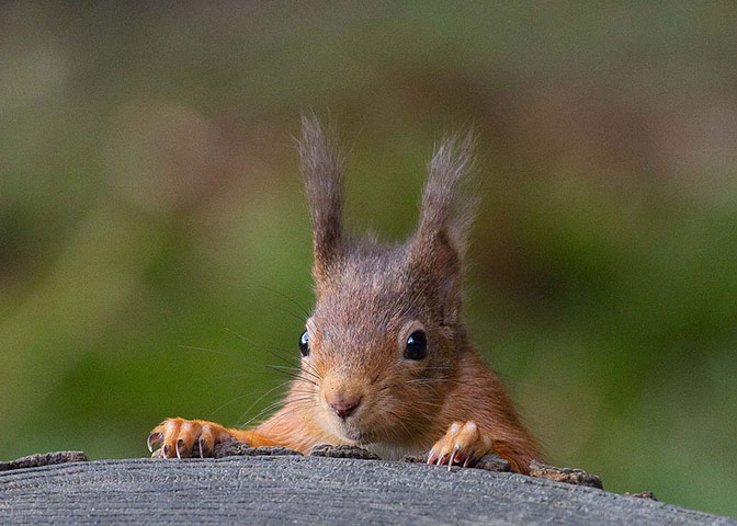 Winter Green Shoots: on Flickr