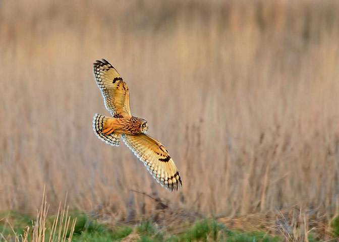 Winter Green Shoots: on Flickr