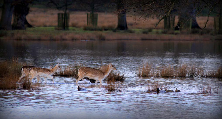 Winter Green Shoots: on Flickr