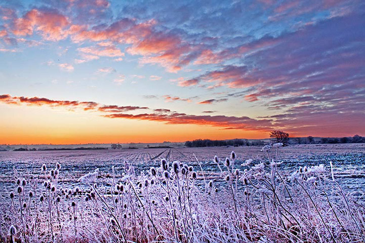 Winter Green Shoots: on Flickr