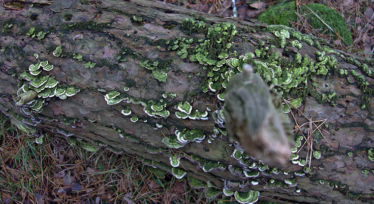 Winter Green Shoots: Bracket fungus