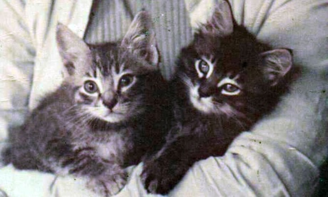 Lindsey Sharp's kittens, Brian and Jerry