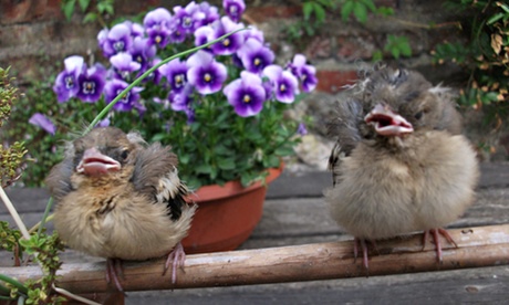 Carlos Daly's chaffinch chicks
