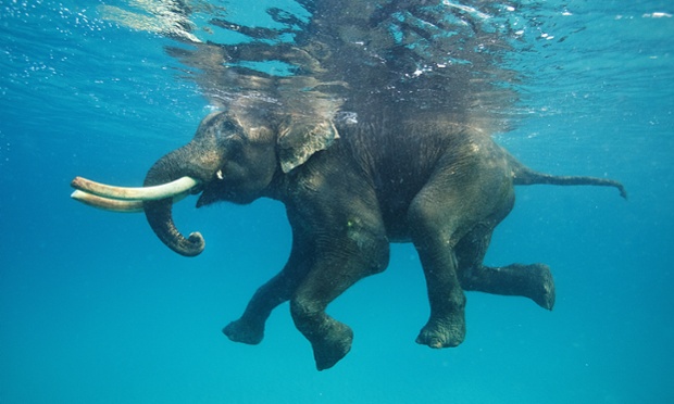 Swimming trunks: a 63-year-old elephant enjoys a dip in the Indian Ocean.