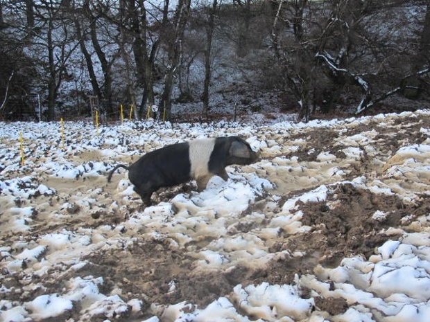 'One of our free range Saddleback pigs going about her business.' The first snow showers of winter in Farndale in the North York Moors National Park.