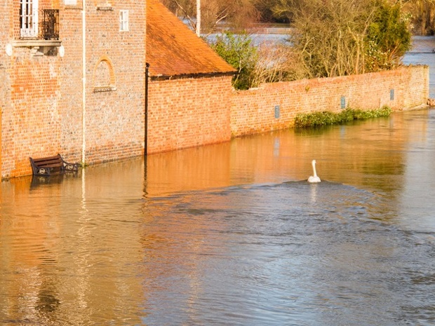 A swan cruises past a memorial bench at Wallingford Bridge, Oxfordshire.