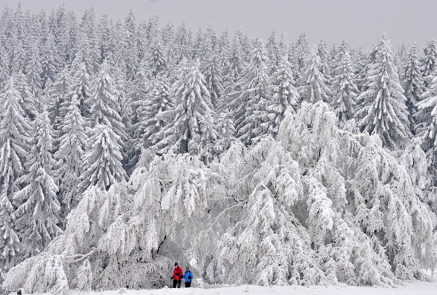 Winter wonderland: two hikers walk past snow covered trees on the Rennsteig way near Masserberg, Germany, 29 January 2014. 