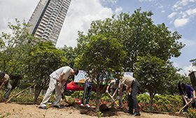 Puiden istuttaminen Hongkongissa