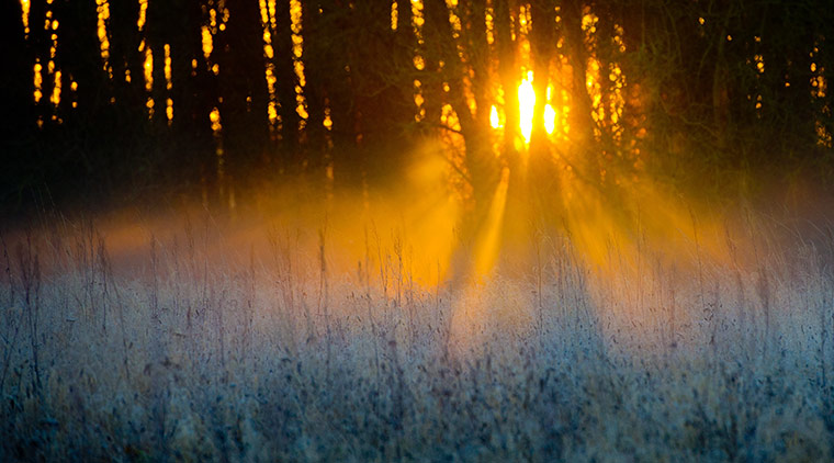 Week in Wildlife: The rising sun shines through a forest on a fog-covered meadow
