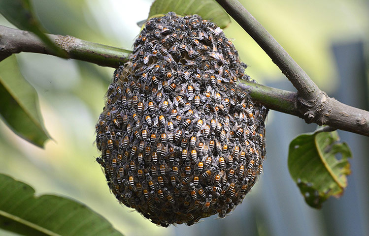 Week in Wildlife:  A swarm of Indian wild honeybees in Guwahati city,