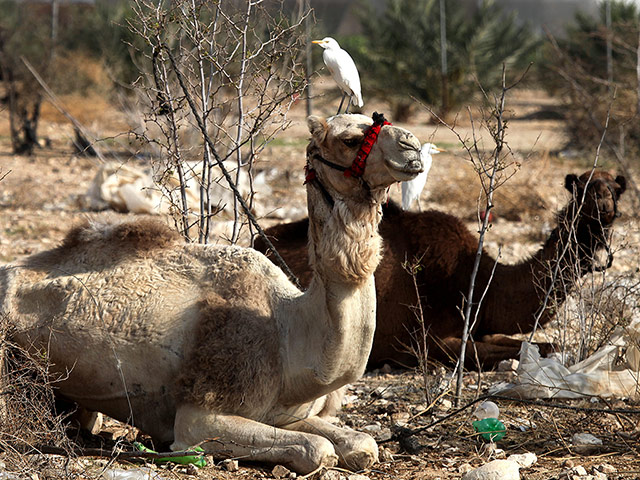 Week in Wildlife: Bird atop camel in Jericho