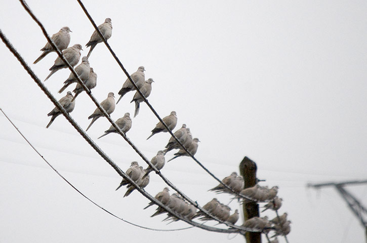 Week in Wildlife: Large population of Eurasian collared doves in Soria