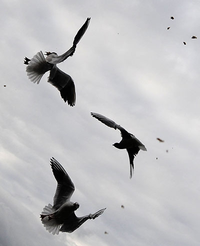 Week in Wildlife: Seagulls in Hanover