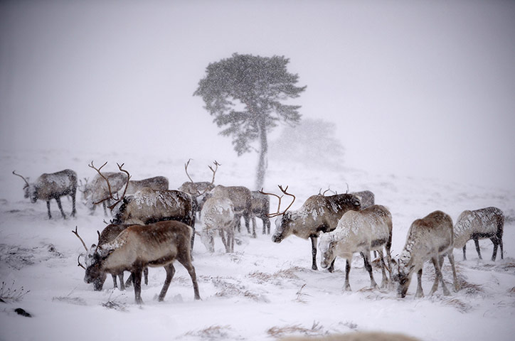 Week in Wildlife: Britain's Only Reindeer Herd Prepare For Christmas